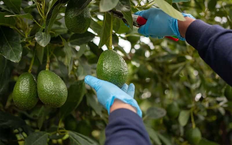 Bơ Sáp Đăk Lăk Và Những Điều Bạn Không Bao Giờ Biết Đến