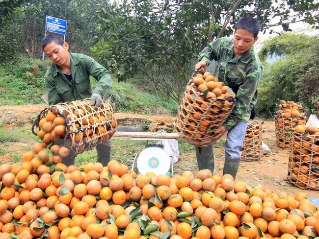 Vén Bức Màn Bí Mật Về Cam Sành Hà Giang Nức Tiếng Đất Trời