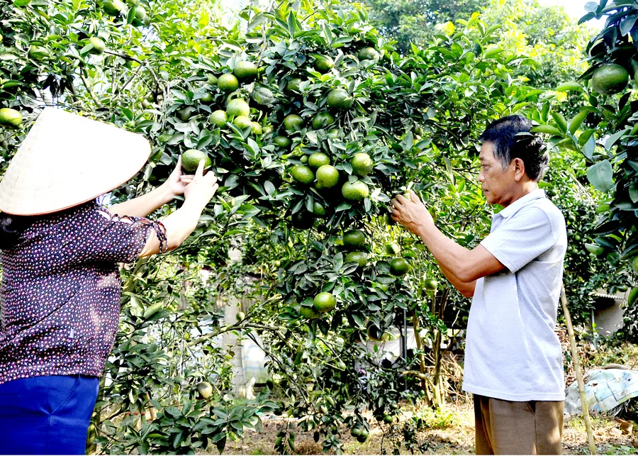 Vén Bức Màn Bí Mật Về Cam Sành Hà Giang Nức Tiếng Đất Trời