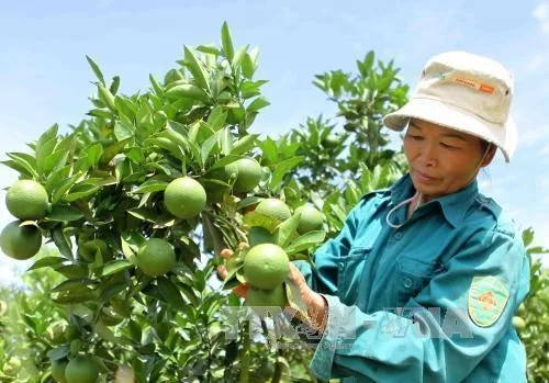 Điều gì làm nên ưu thế của Cam Xoàn Lai Vung giữa hàng ngàn thương hiệu nông sản khác