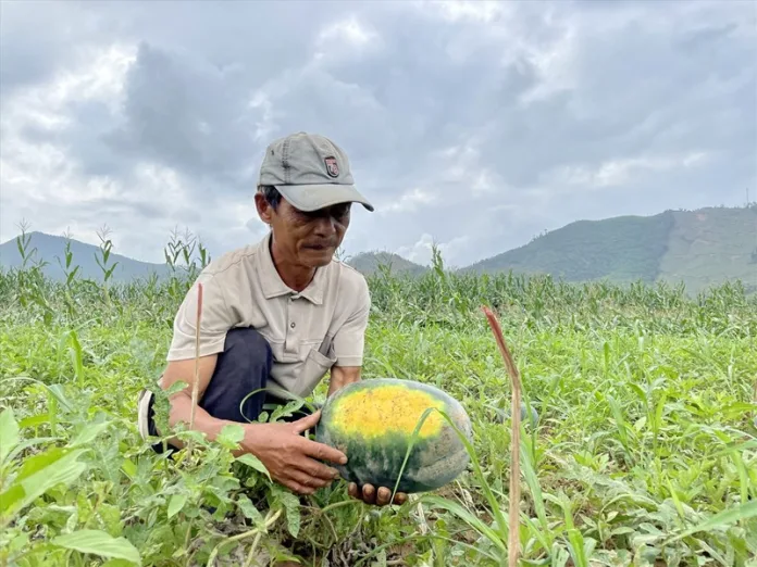 Tìm Hiểu Tại Sao Dưa Hấu Sơn La Lại Mang Hương Vị Tươi Mát Của Núi Rừng Tây Bắc