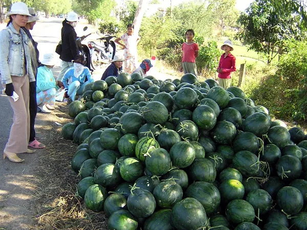 Tìm Hiểu Tại Sao Dưa Hấu Sơn La Lại Mang Hương Vị Tươi Mát Của Núi Rừng Tây Bắc