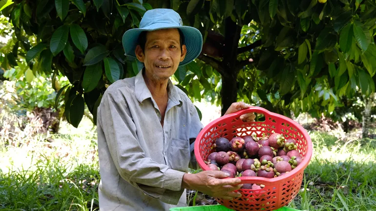 Sự Thật Về Măng Cụt Đà Lạt Mà Bạn Chưa Hề Biết