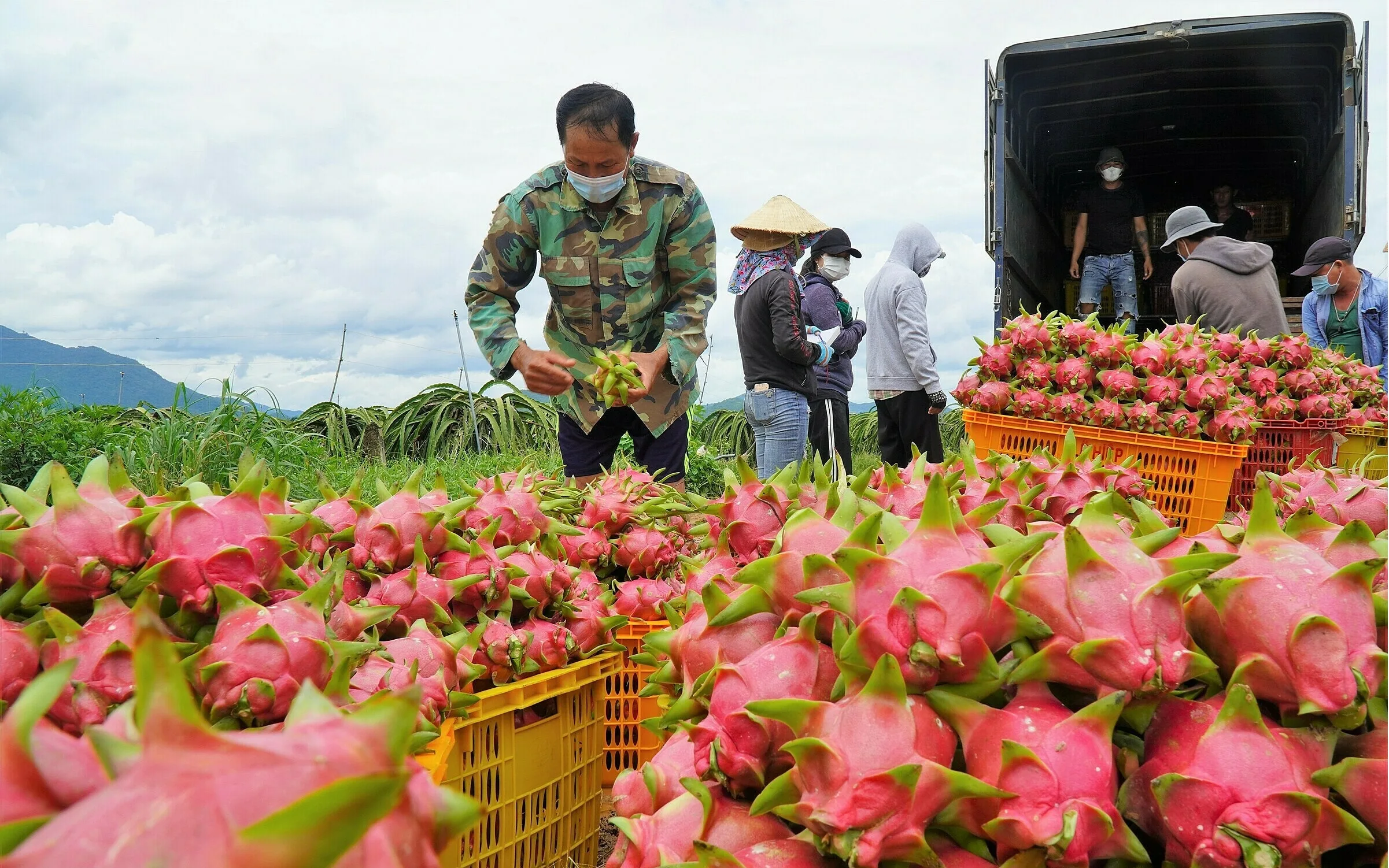 Những Điều Về Đặc Sản Thanh Long Bình Thuận  Mà Ai Cũng Nên Biết