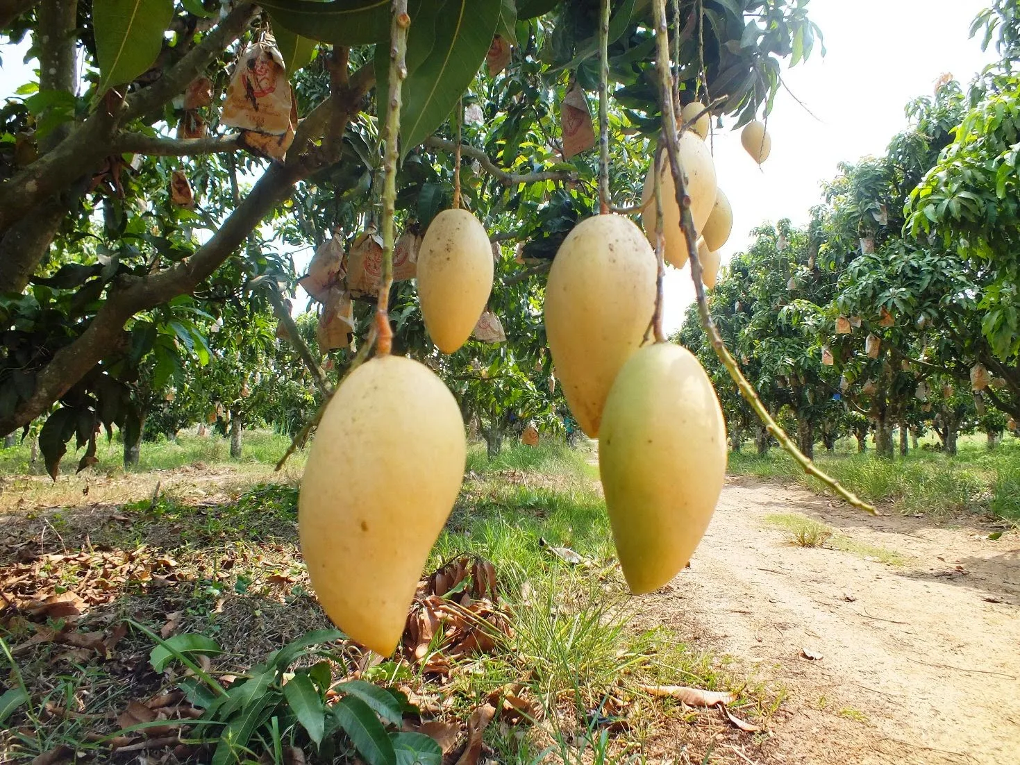 thom-ngon-kho-cuong-voi-xoai-tuong-tien-giang